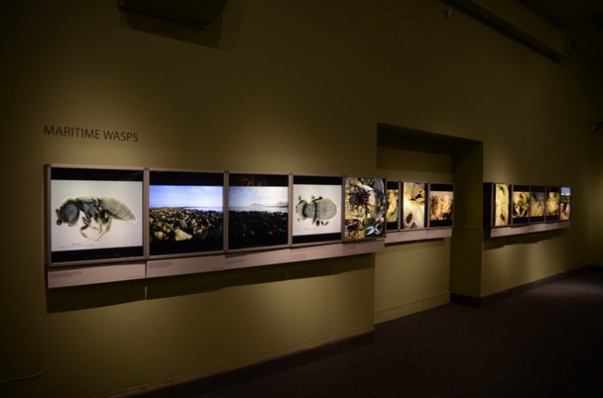 Wasp_exhibition__DSC3403